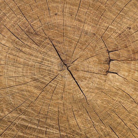 Detailaufnahme einer Baumscheibe mit deutlich sichtbaren Jahresringen.